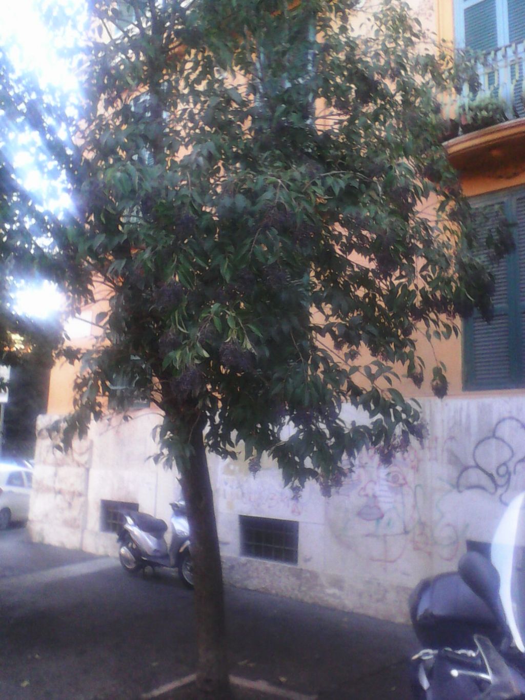 Ligustrum lucidum